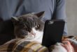 های موبایلی که گربه های شما می‌ توانند بازی کنند